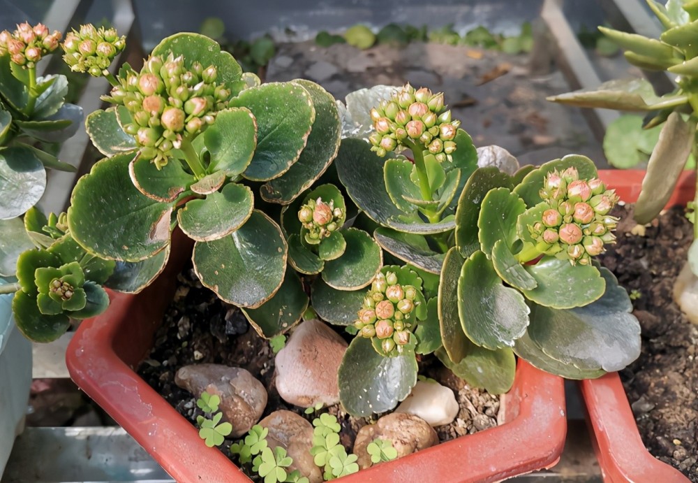  里昂客场闪电战速胜南特抢占有利身位